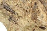 Sandstone with Hadrosaur Tooth, Tendon & Gar Scales - Wyoming #301787-4